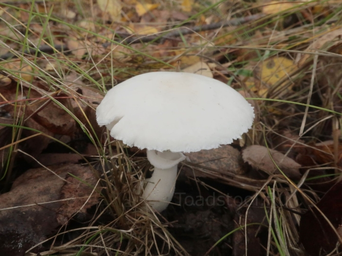 Agaricus arvensis schaeff. — шампиньон полевой