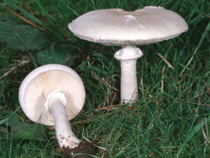 Белошампиньон румянящийся leucoagaricus leucothites