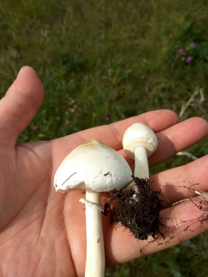 Белошампиньон краснопластинчатый (leucoagaricus leucothites)