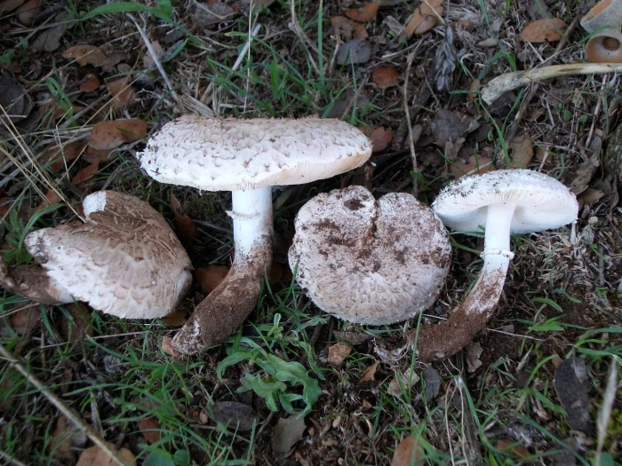 Мухомор серо-розовый amanita rubescens