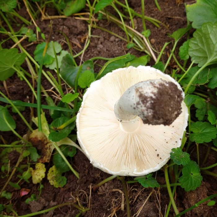 Шампиньон обыкновенный печерица