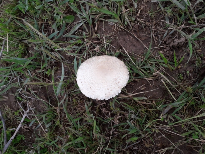 Гриб зонтик пёстрый macrolepiota procera