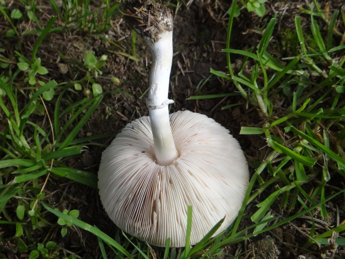 Leucoagaricus leucothites