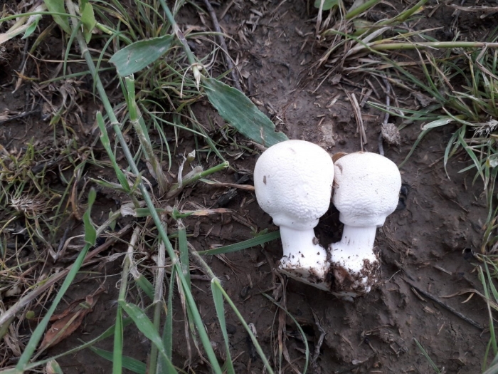 Шампиньон полевой agaricus arvensis