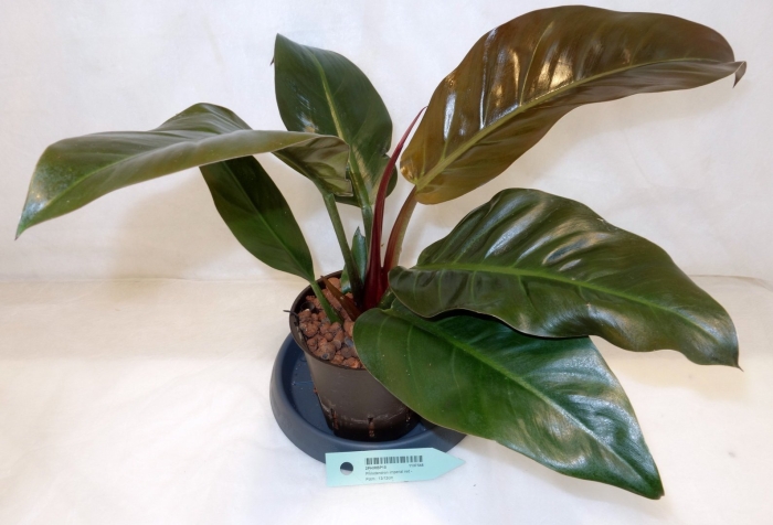 Филодендрон империал ред