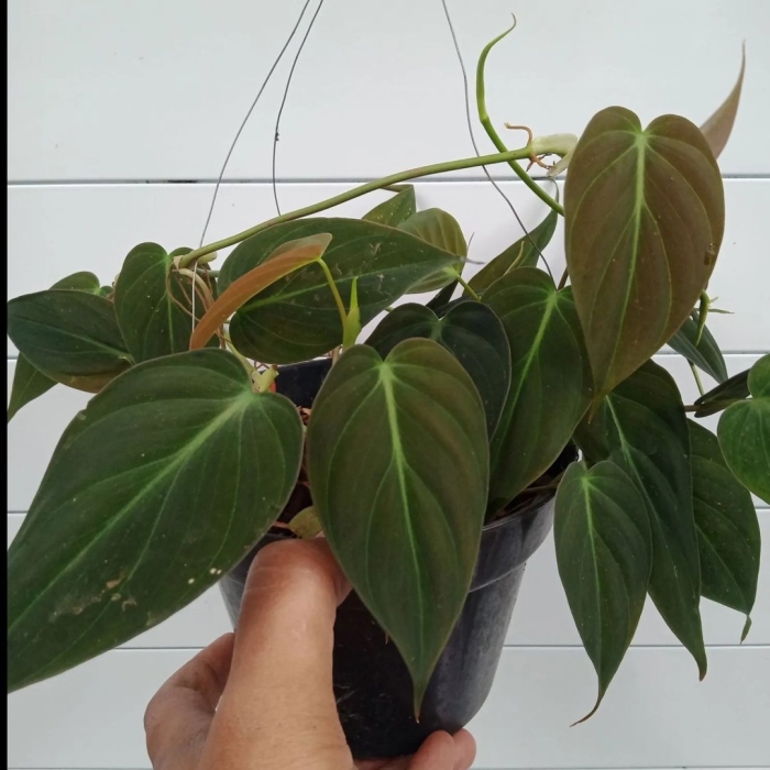 Филодендрон меланохризум