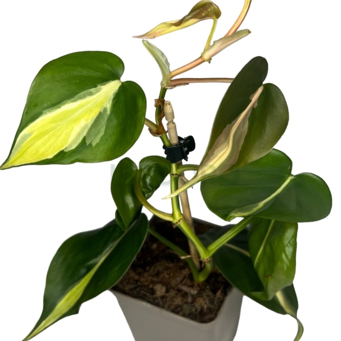 Сканденс бразил филодендрон