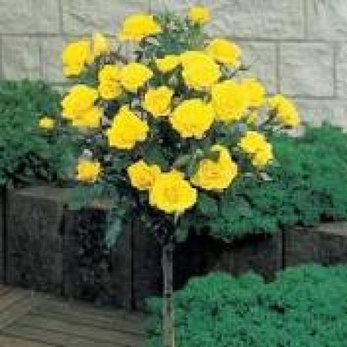 Роза фрезия штамбовая