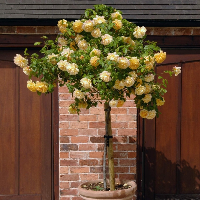 Роза голден селебрейшн на штамбе