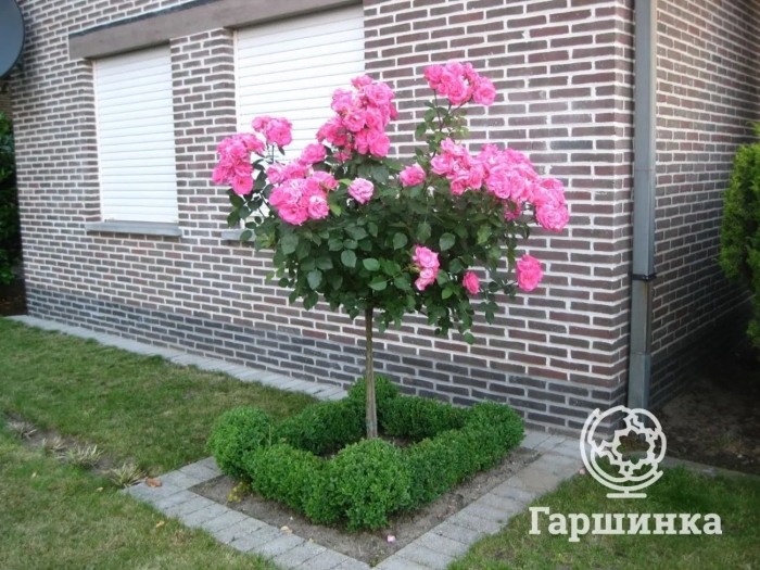 Штамбовая роза