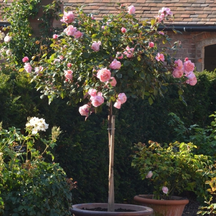 Штамбовые розы дэвида остина