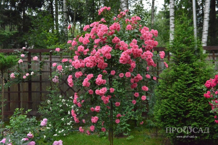 Плетистая роза розариум ютерсен