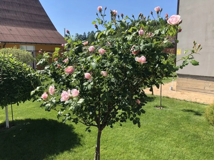 Штамбовая роза эден роуз