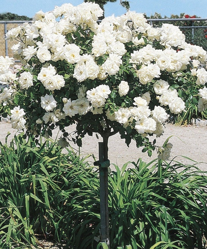 Роза штамбовая айсберг