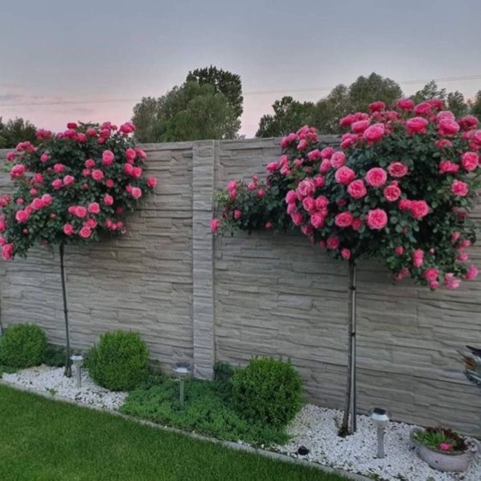 Роза штамбовая прайд