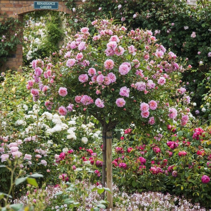 Роза джубили селебрейшн