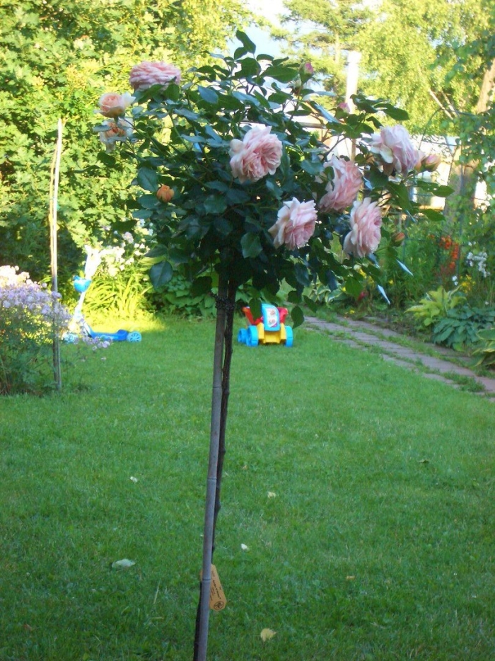 Штамбовая роза пьер де ронсар