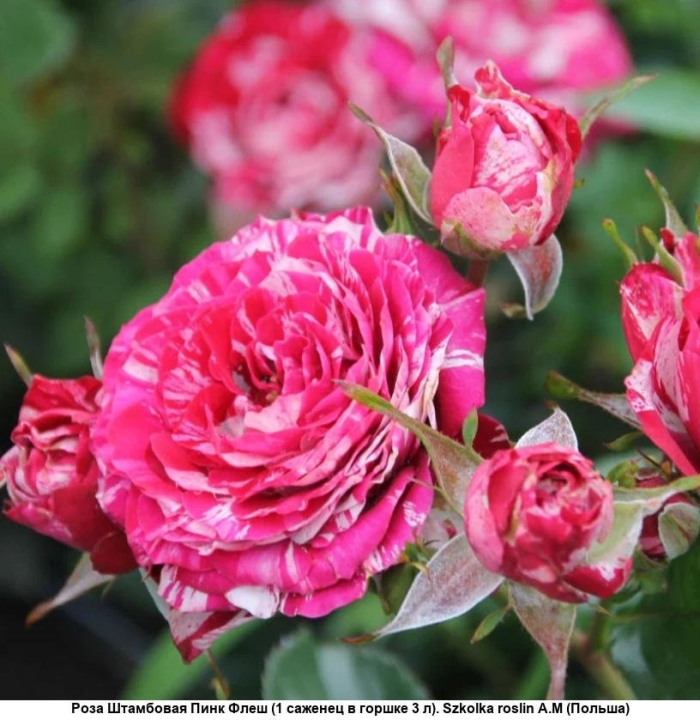 Роза арроу фолиес