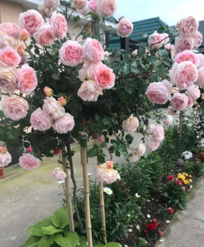 Роза штамбовая абрахам дерби