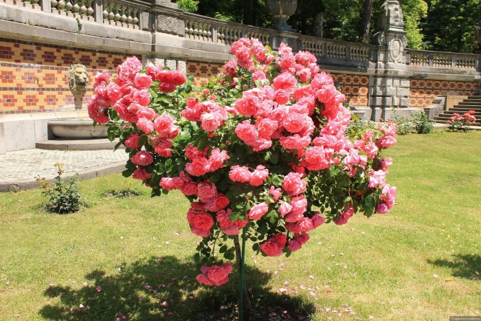 Штамбовая роза розариум ютерсен