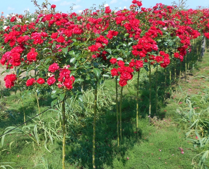 Роза никола паганини на штамбе