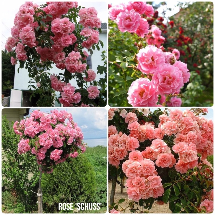 Штамбовая роза schuss