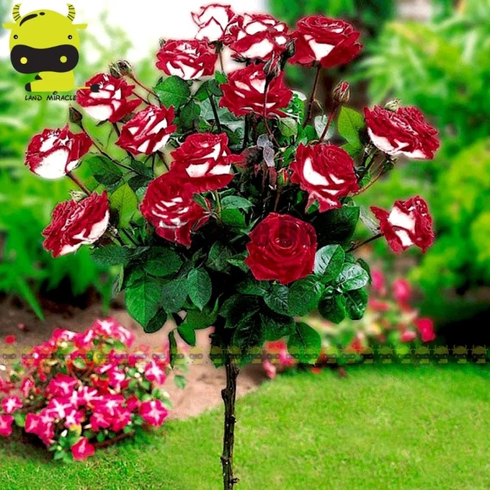 Осирия роза