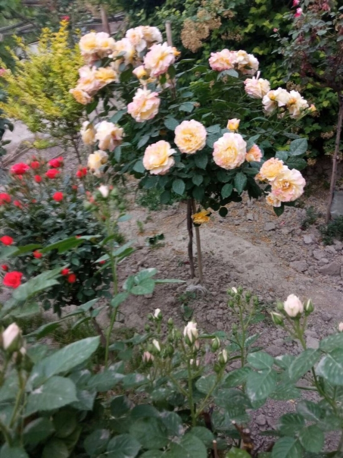 Штамбовая роза глория дей