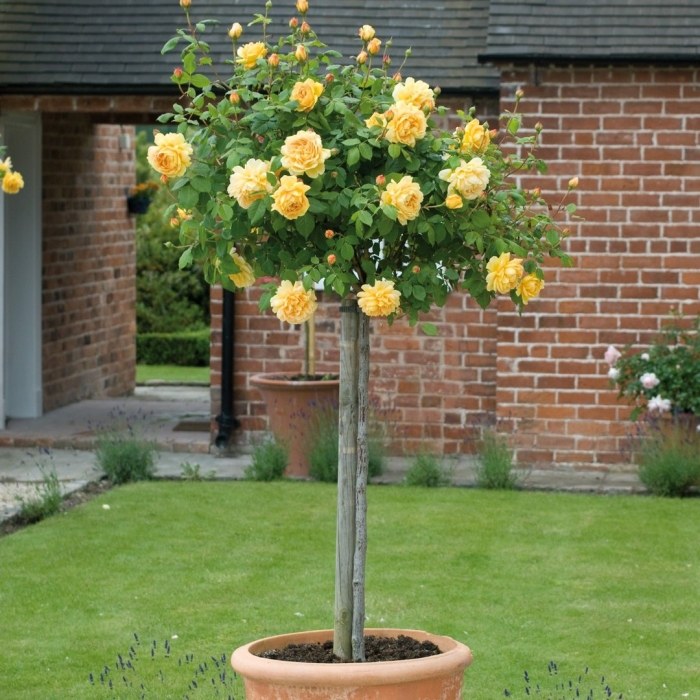 Роза штамбовая голден селебрейшен