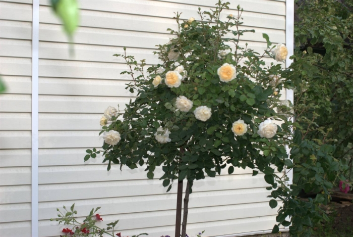 Плетистая роза