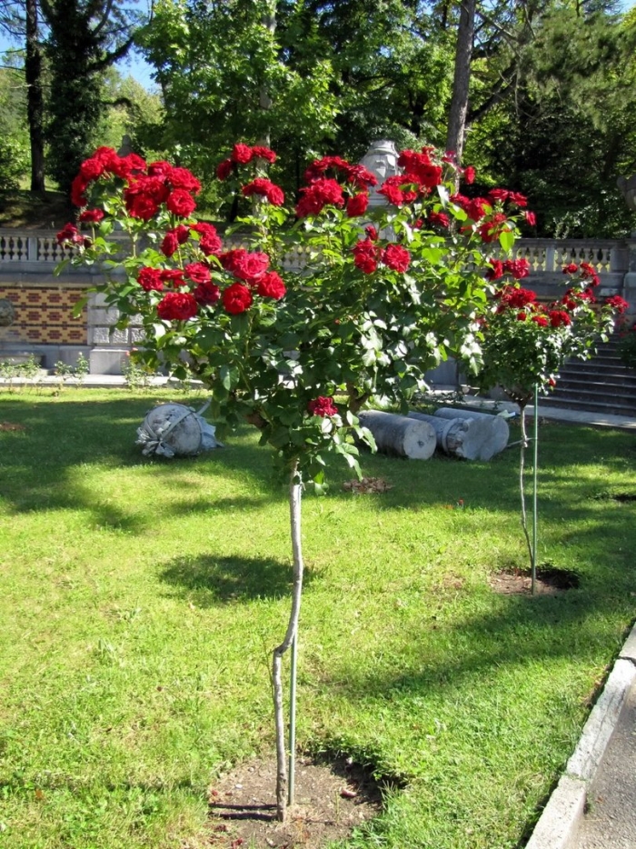 Роза патио штамбовая