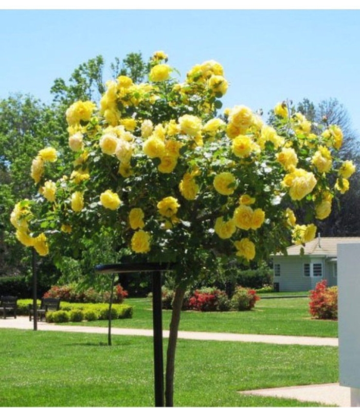 Роза штамбовая майсур