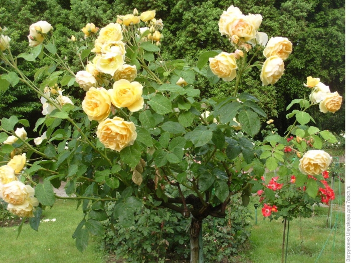 Роза штамбовая голден селебрейшн