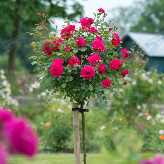 Роза дерево