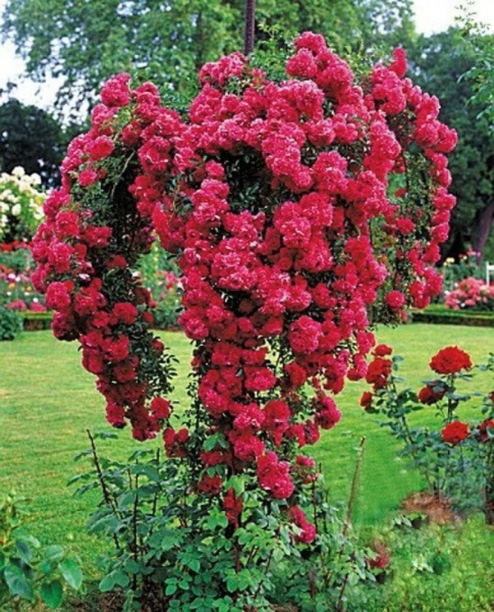 Роза эксцельза плетистая