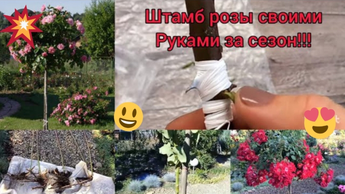 Штамбовая роза своими руками