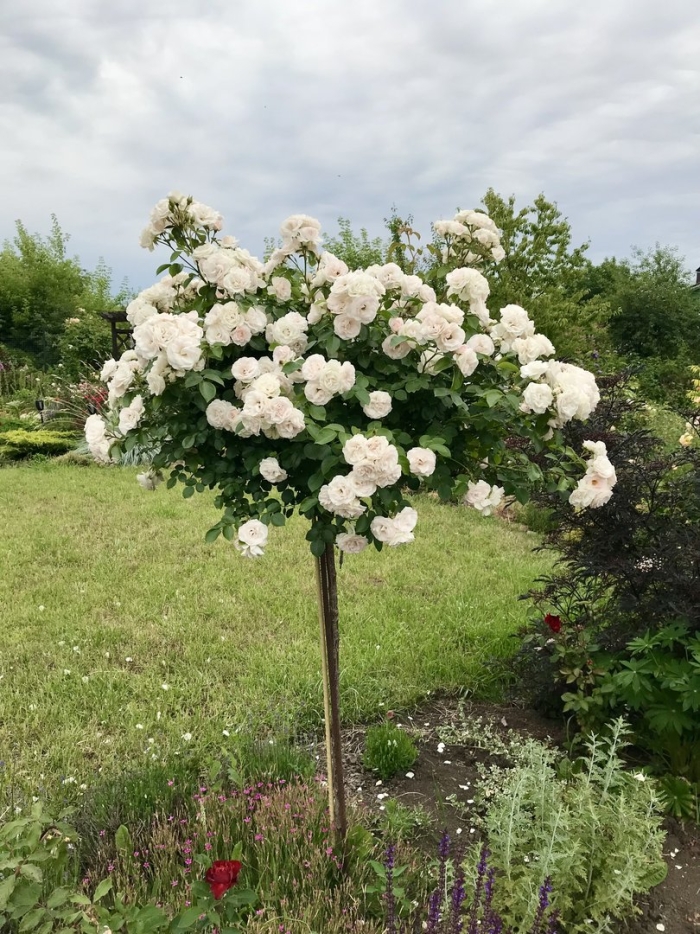 Роза на штамбе