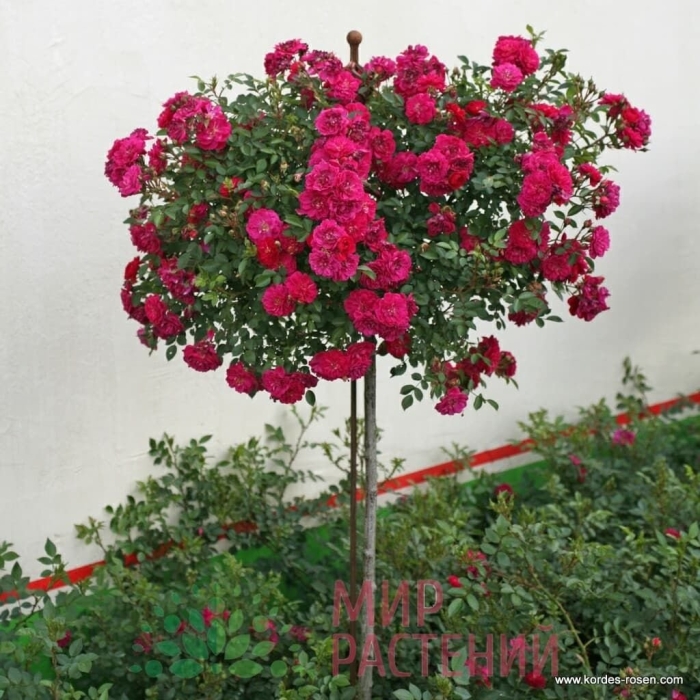 Роза динки на штамбе