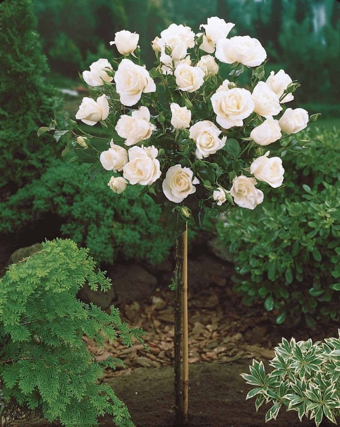 Штамбовая роза белая