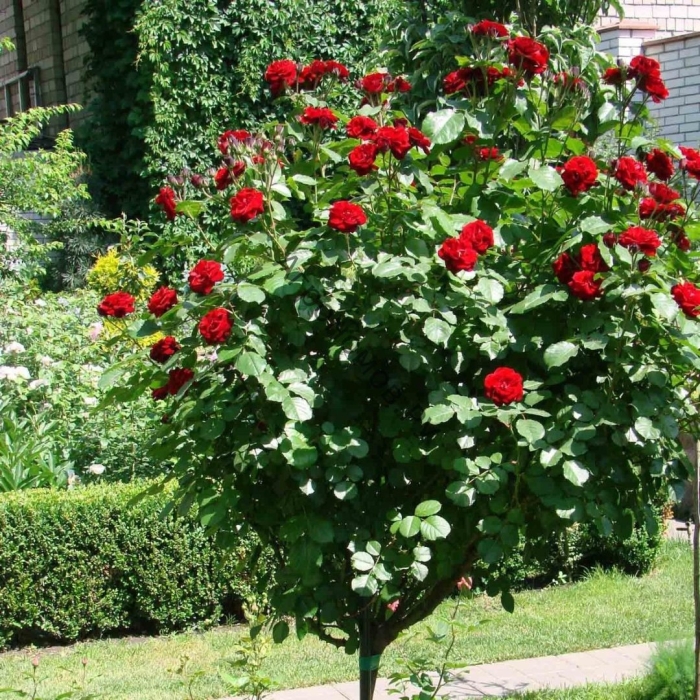 Роза штамбовая ред леонардо да винчи