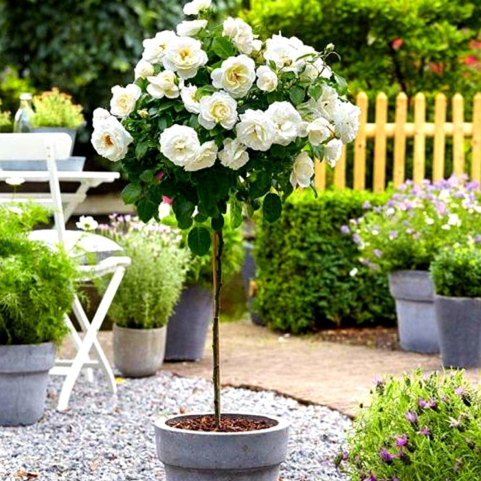 Роза флорентина на штамбе