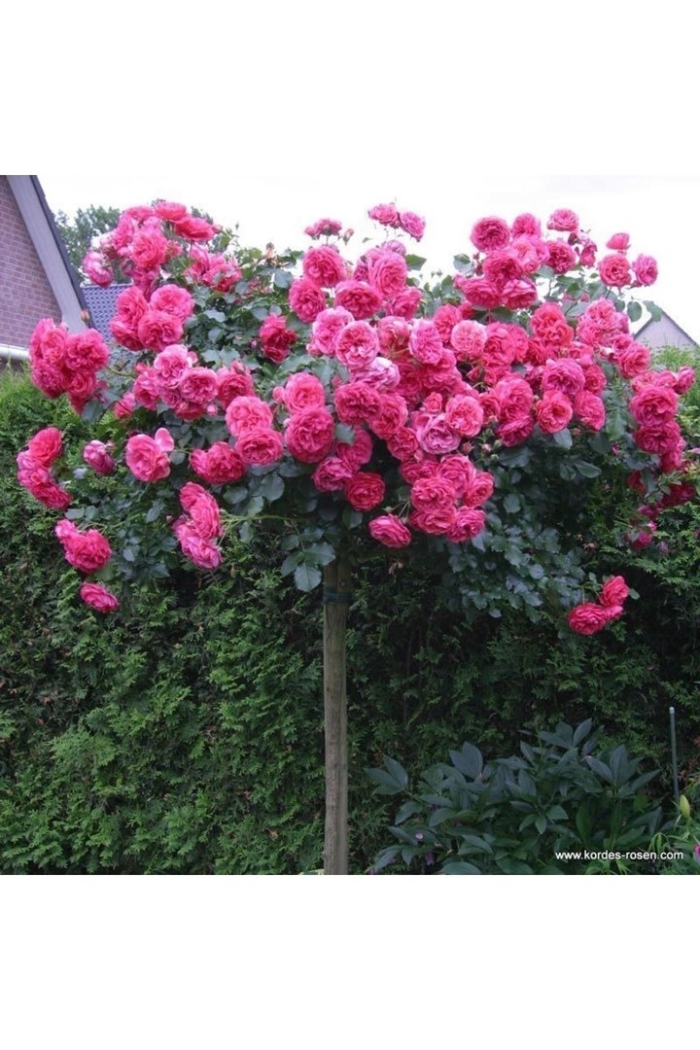 Саженец роза плетистая розариум ютерсен