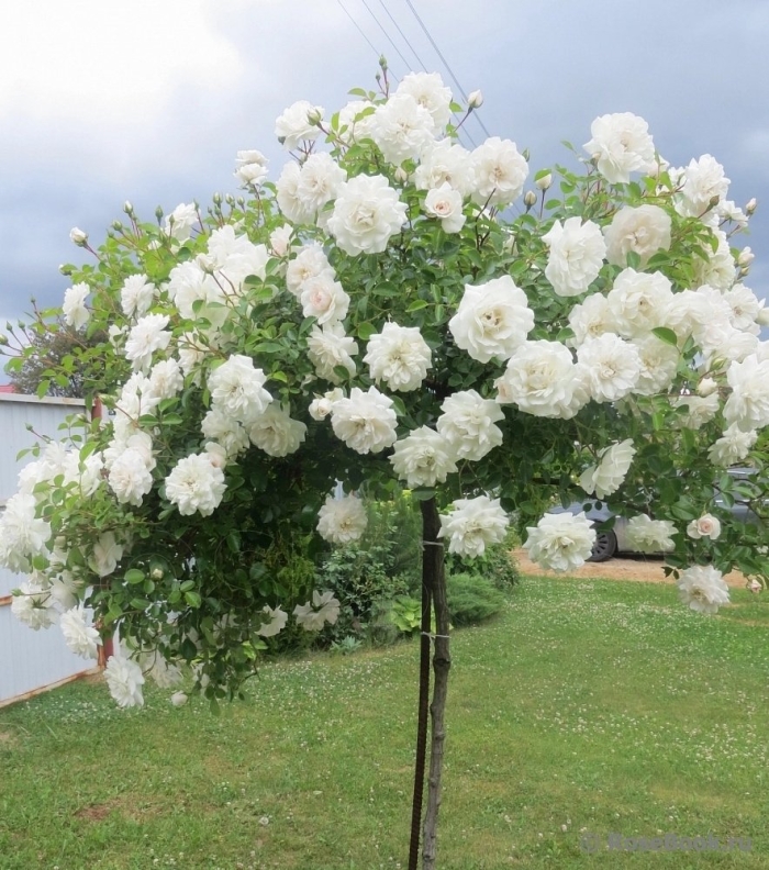 Роза шнеевитхен на штамбе