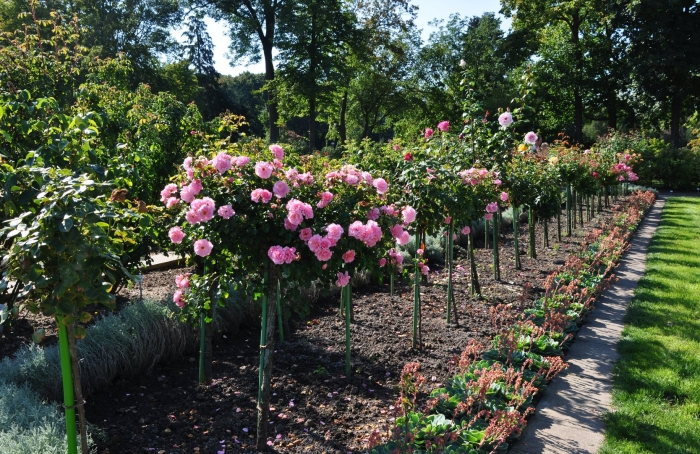 Роза штамбовая кэтрин