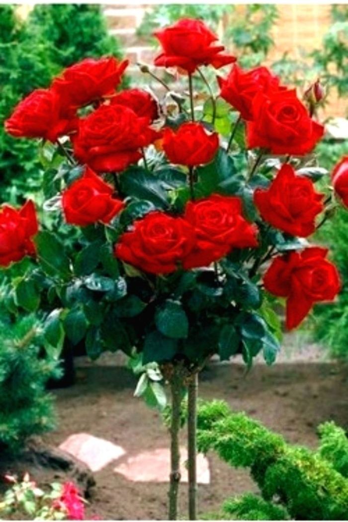 Роза штамбовая ингрид бергман