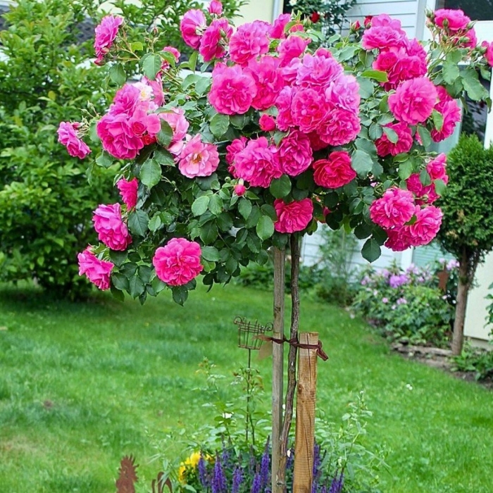 Роза розариум ютерсен