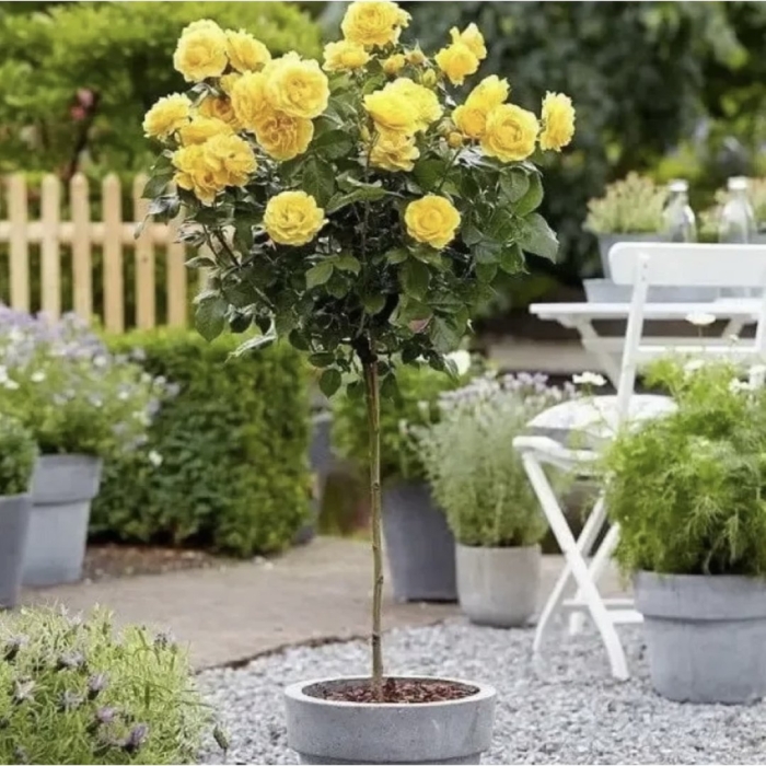 Розы штамбовые