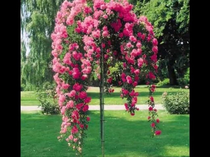 Эбав олл роза плетистая