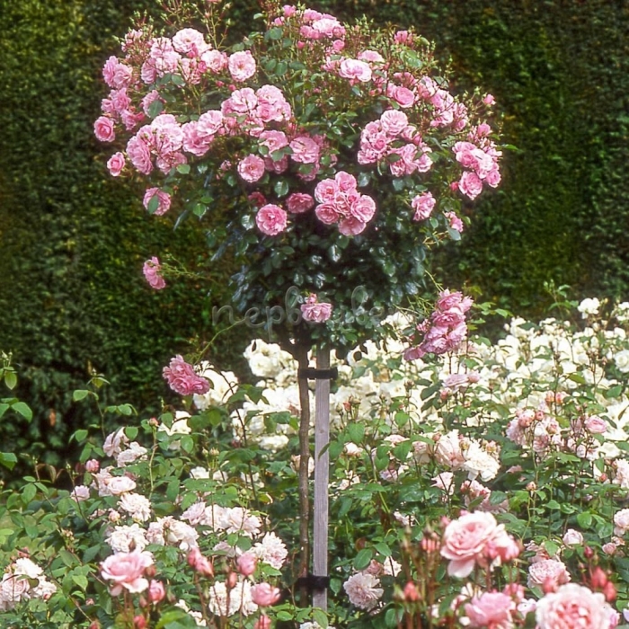 Роза штамбовая кэтрин