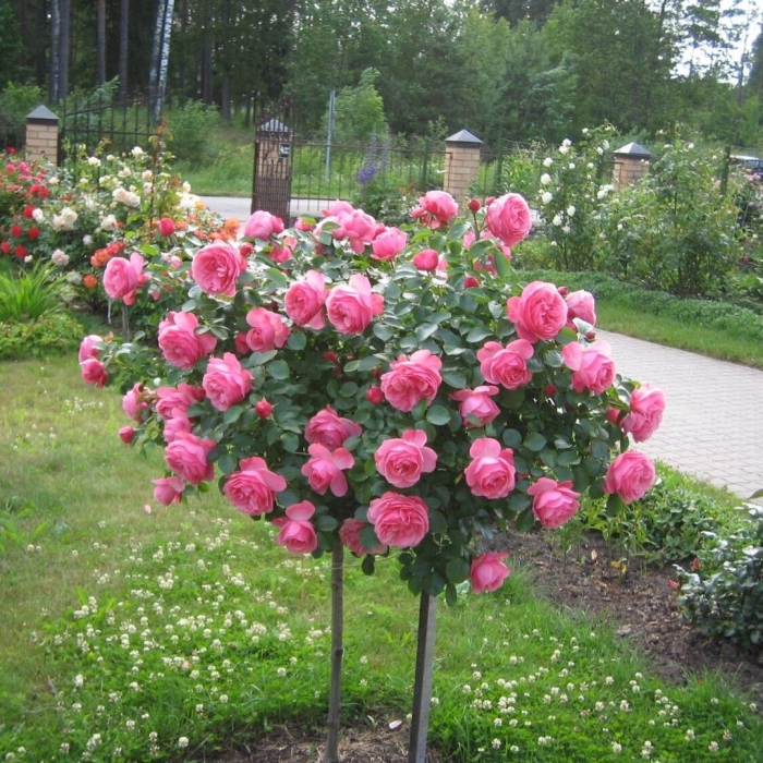 Штамбовая роза леонардо да винчи